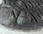 Hollardops Trilobite - Nice Detail & Excellent Eyes #57780-5